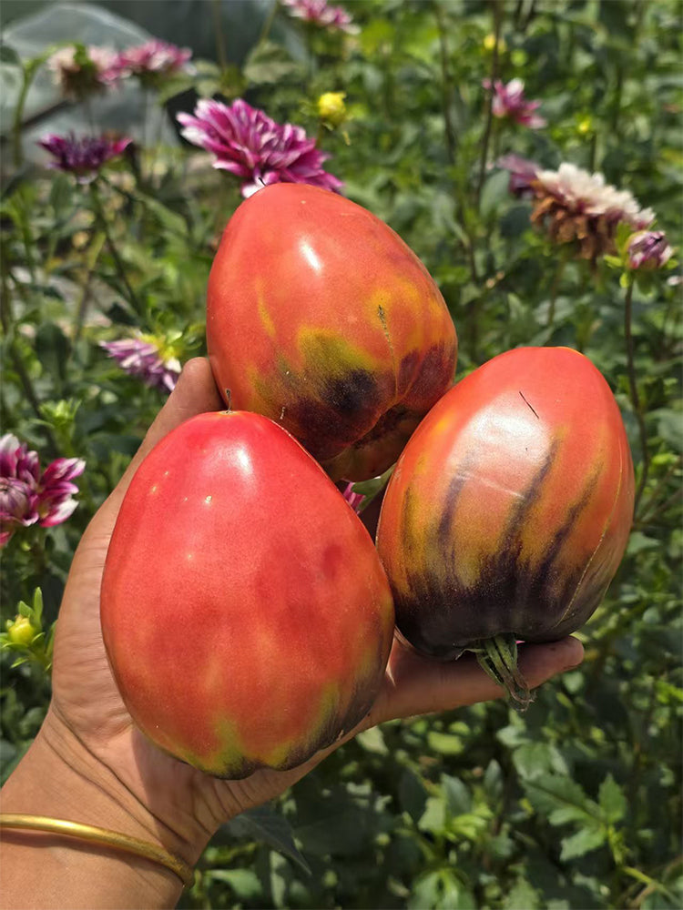 1077 Black Crown King Strawberry Tomato