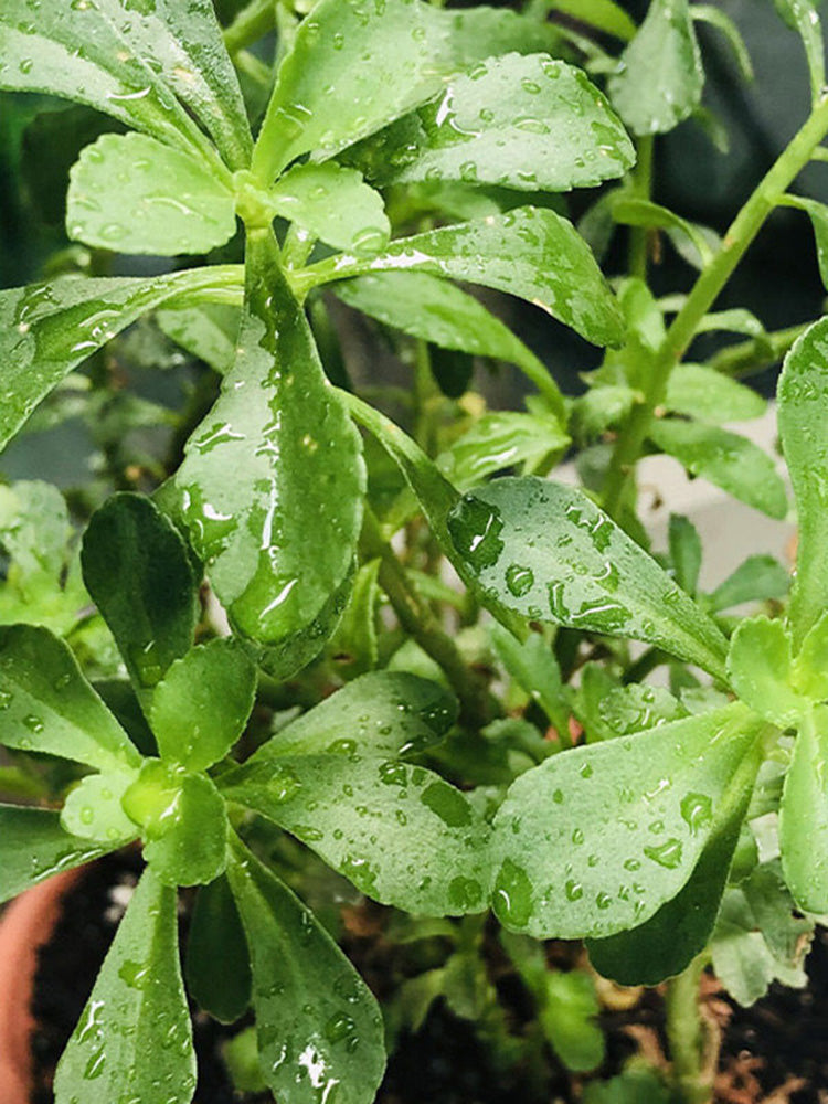 Heart-nourishing Vegetable