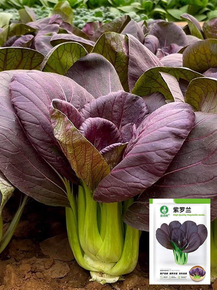 Purple Bok Choy