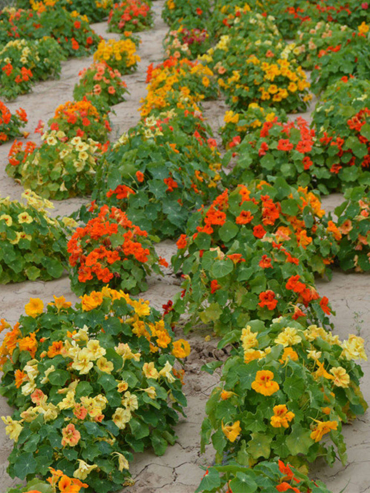 Hezhichun Mixed Color Nasturtium