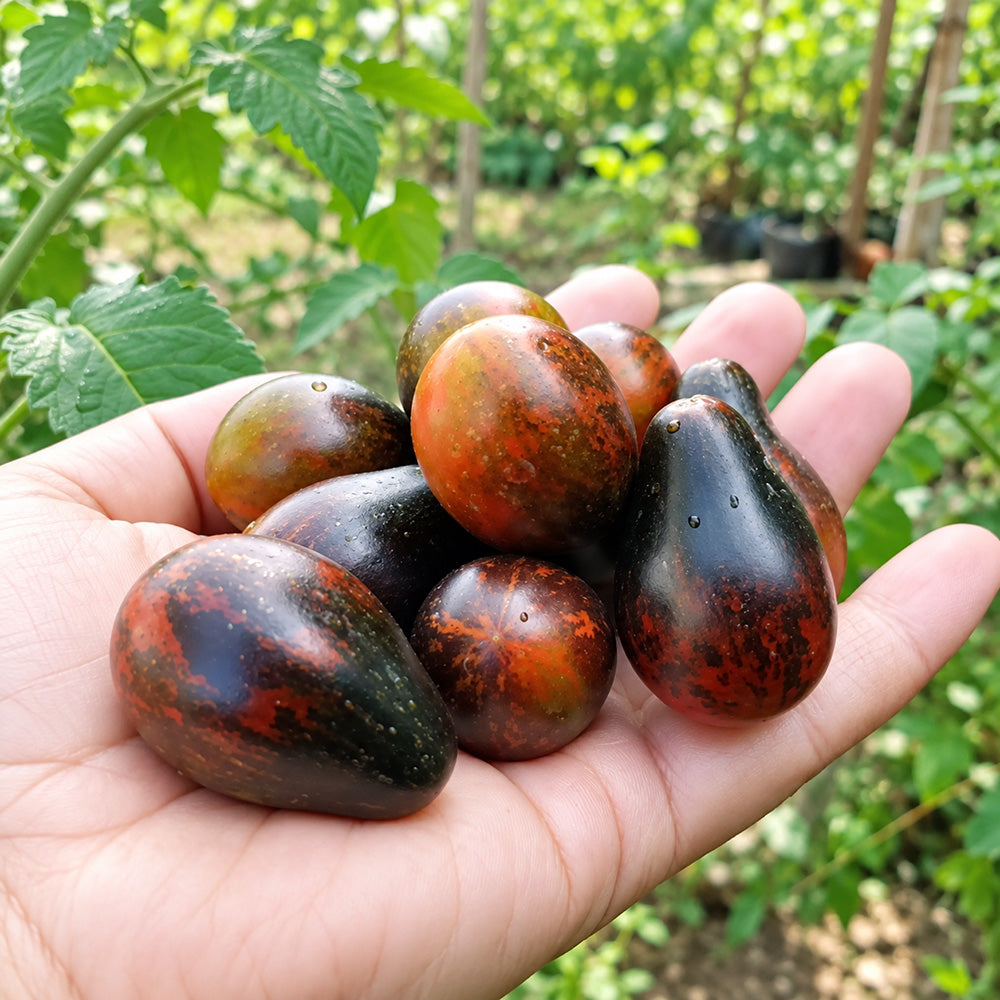 406 Exstrime Buch Tomato