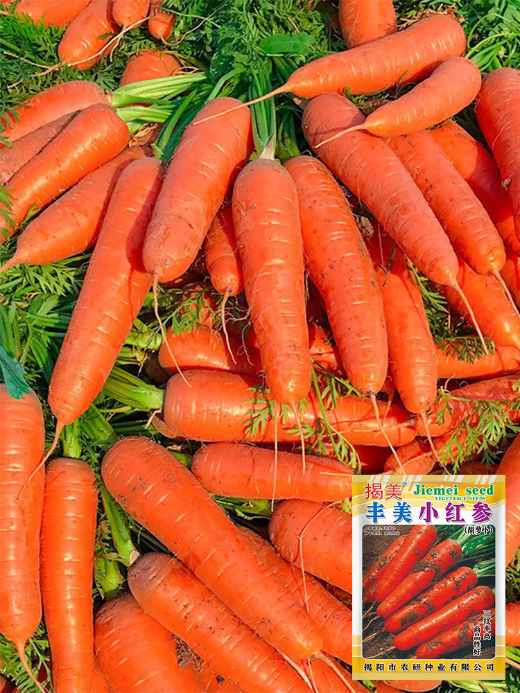 'Fengmei Xiaohongshen' Carrot