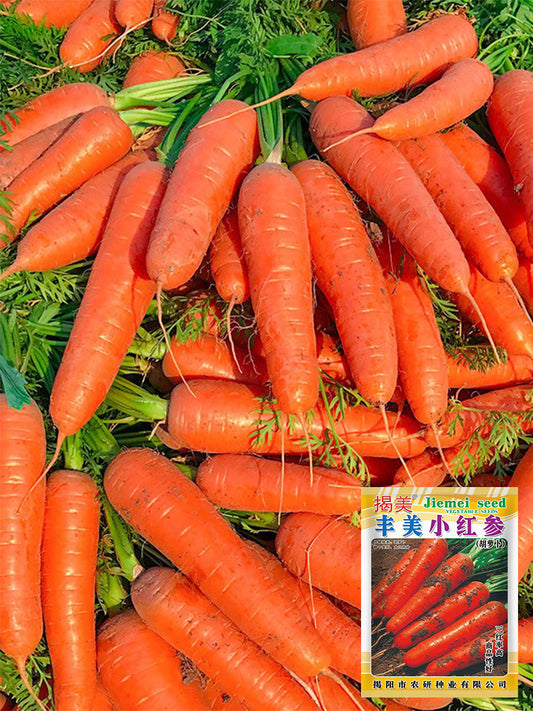 'Fengmei Xiaohongshen' Carrot