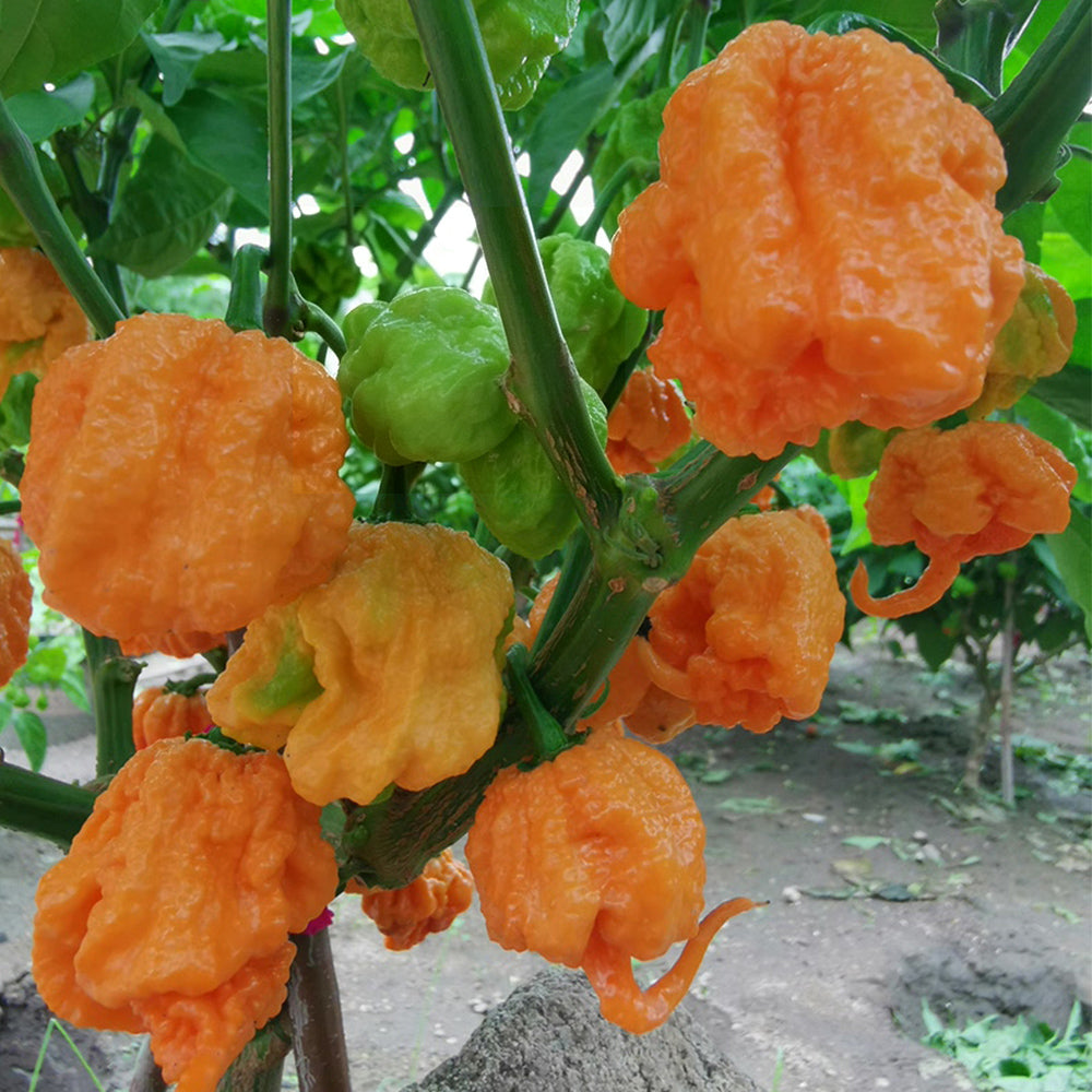 U2224 Orange-Yellow Carolina Reaper