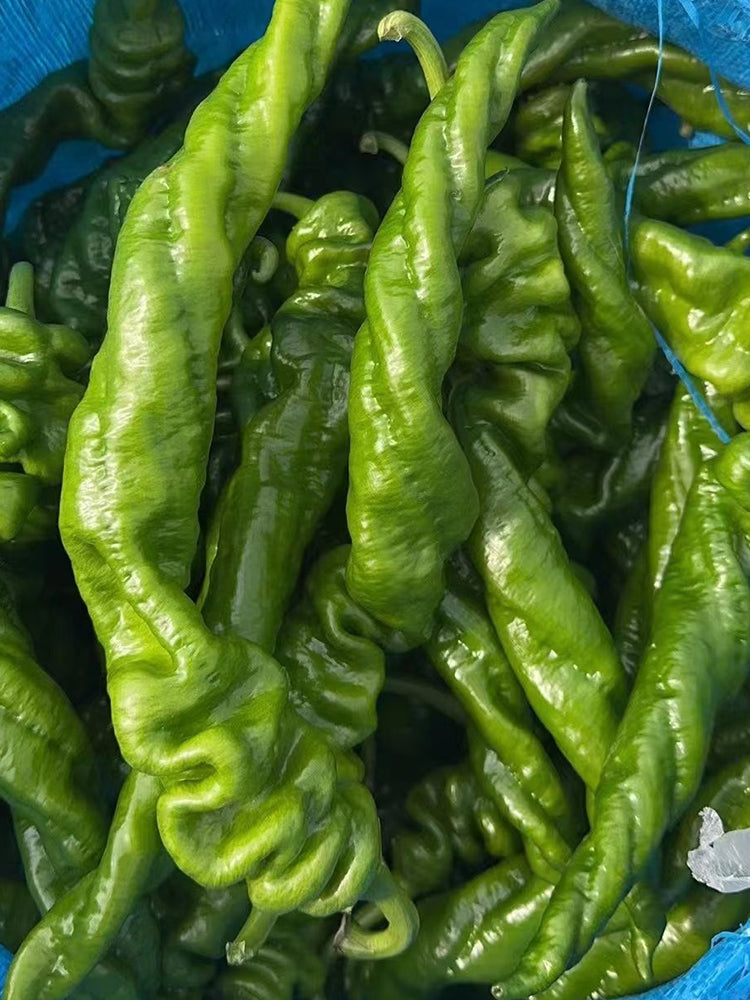 Julong 828 Long Pepper