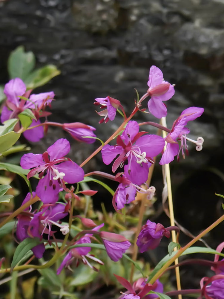 fireweed (Chamerion angustifolium)