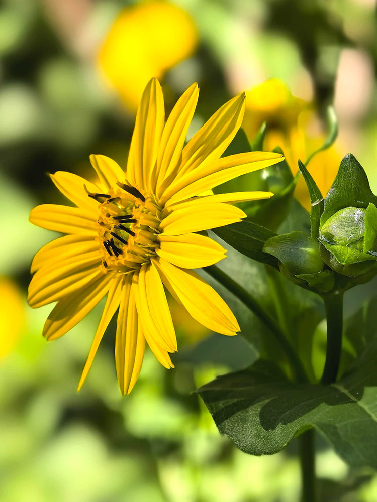 Cup Plant