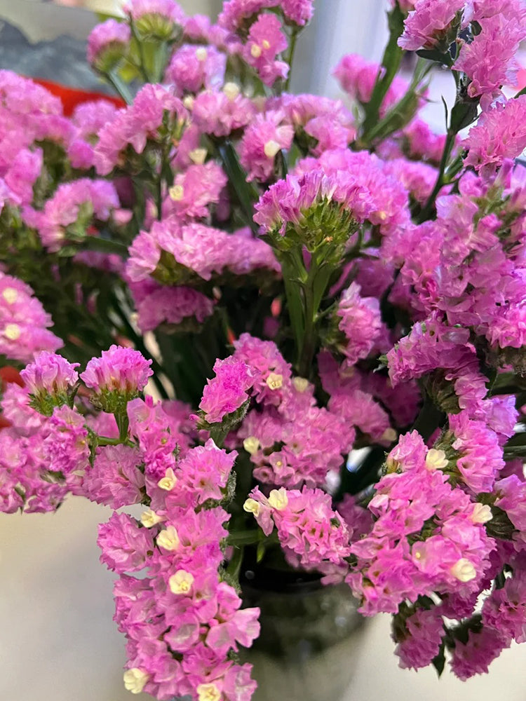 Cut Flower Forget-me-not