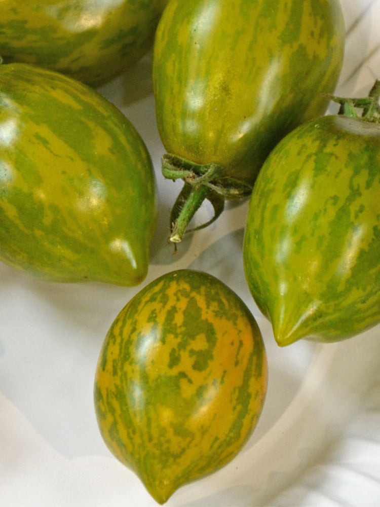 Mint Julep Tomato