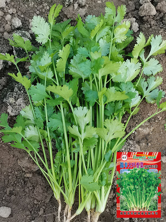 'Jiefeng' Large-Leaf Coriander