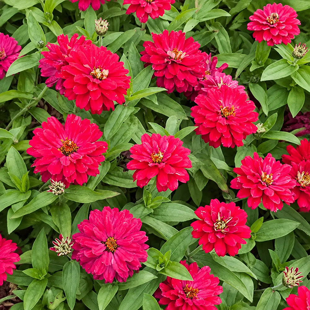W1338 Double Zahara Cherry Zinnia