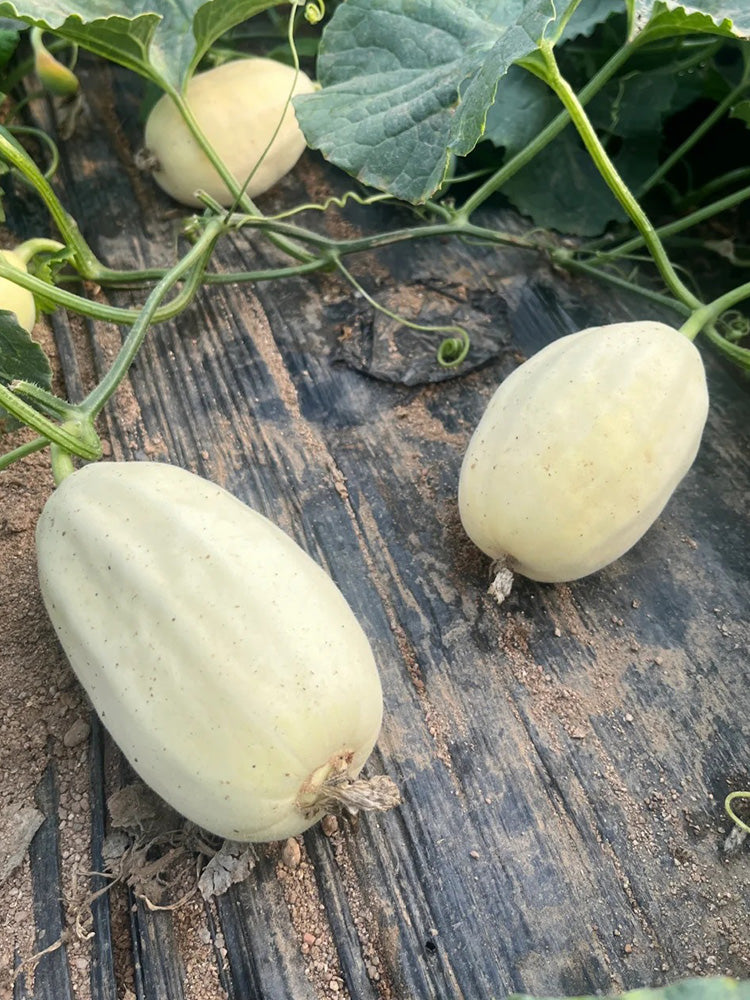 Fire Phoenix F1 Silver Melon
