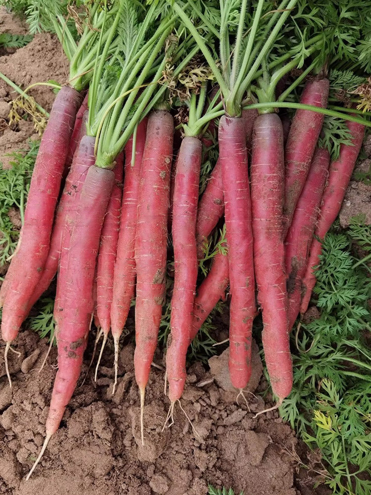 Purple-red Carrots