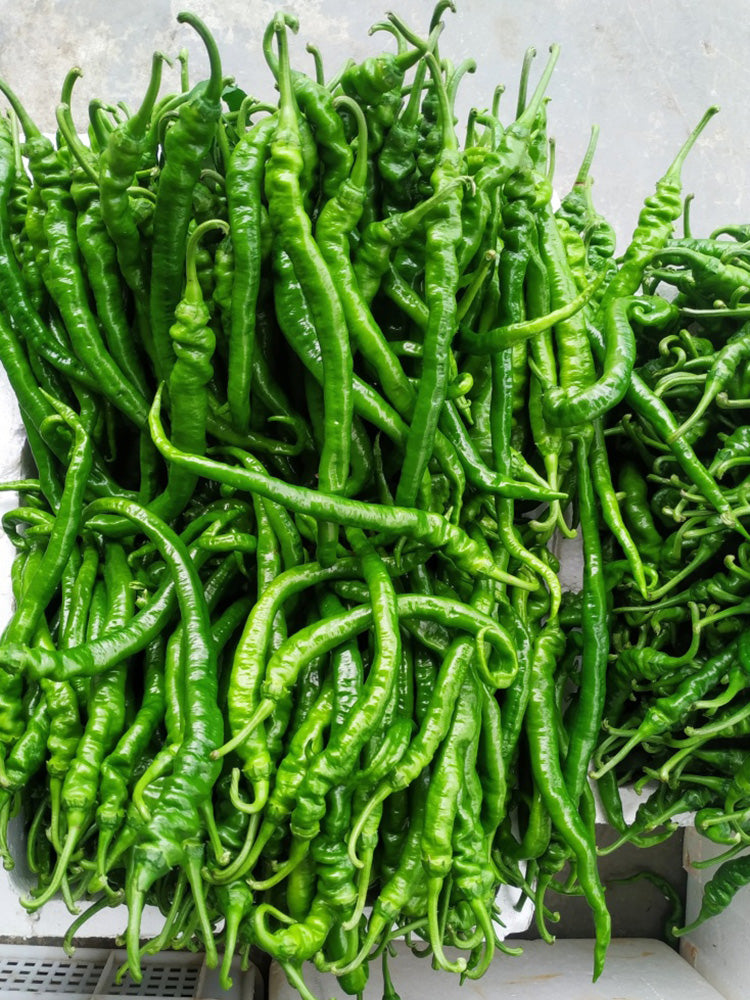 Spiral Spicy Line Pepper
