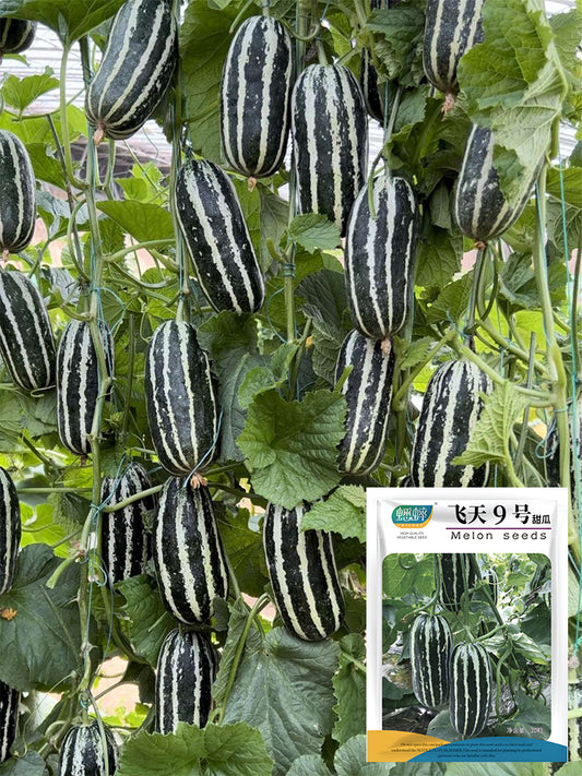 Feitian No.9 Hybrid Sweet Melons