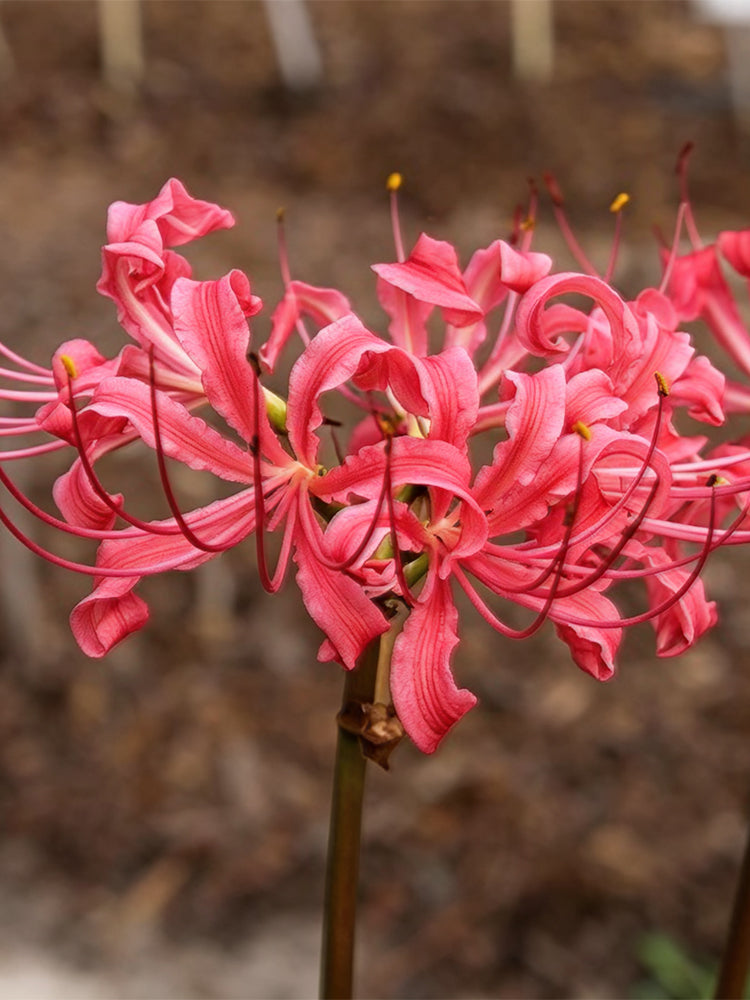 Rose Lycoris