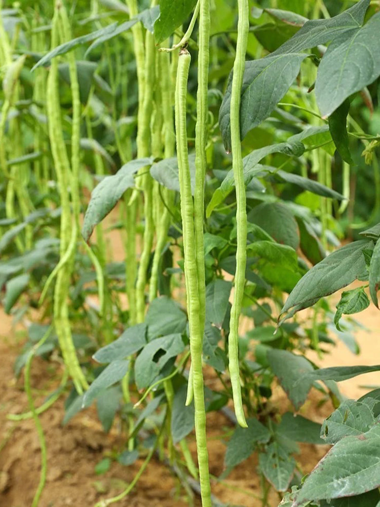Yuyan Zaoguan Cowpea