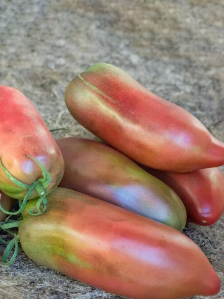 898 Wessel's Purple Pride Tomato