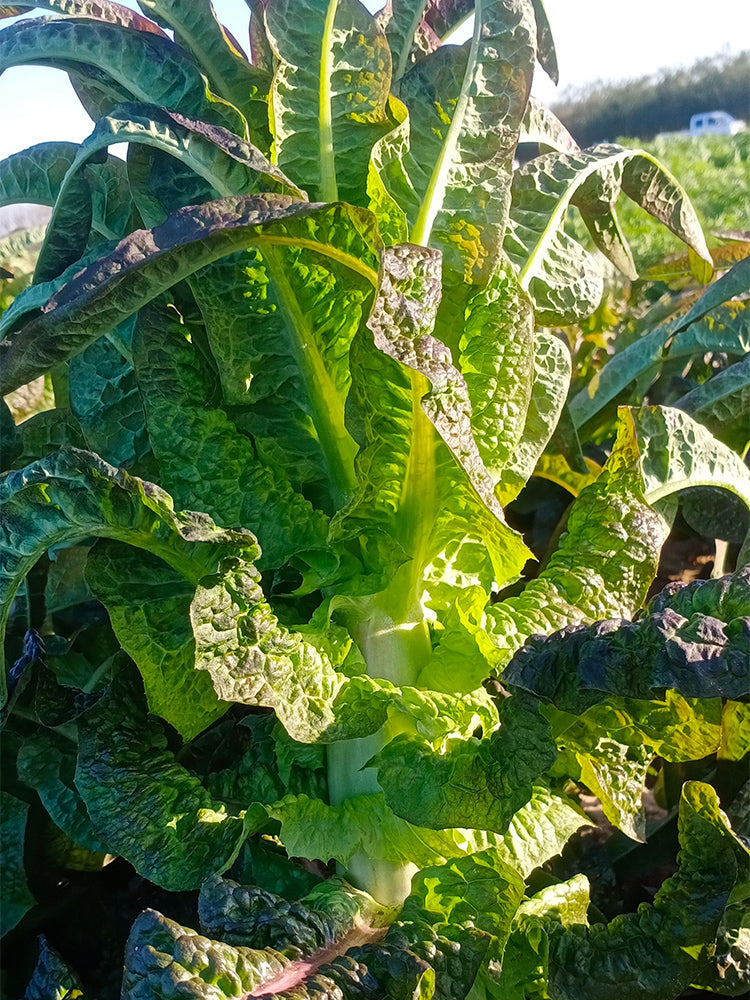 'Jiemei' Red Celtuce