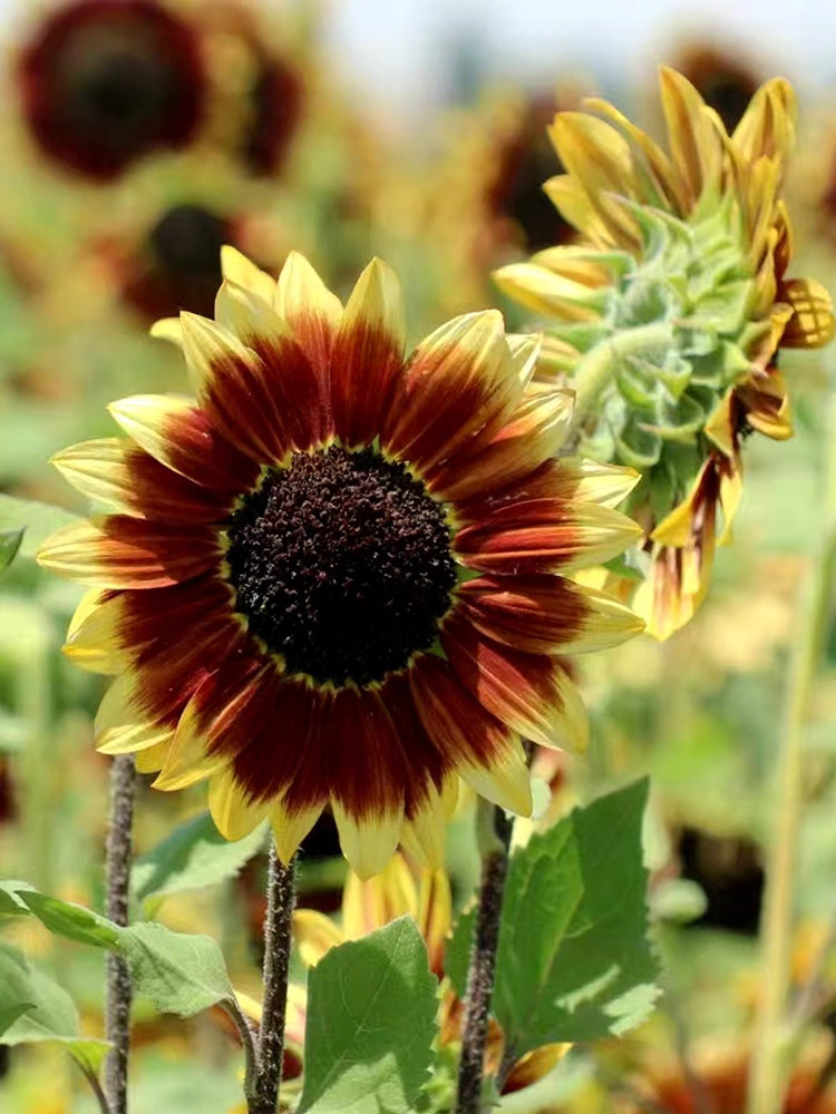 'Sunset Glow' Ornamental Sunflower