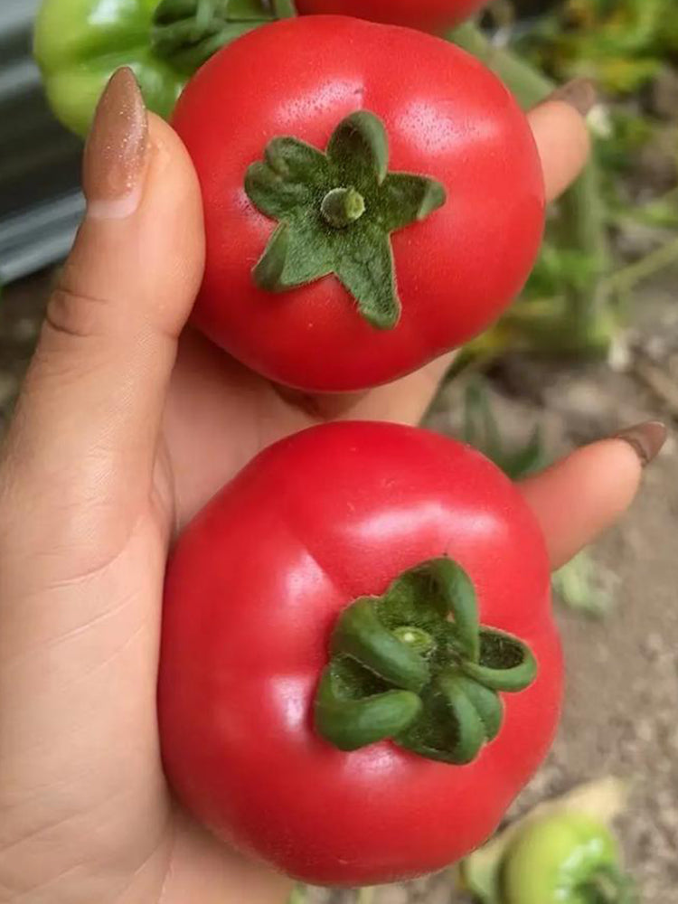 Pink Peach Fruit Tomato