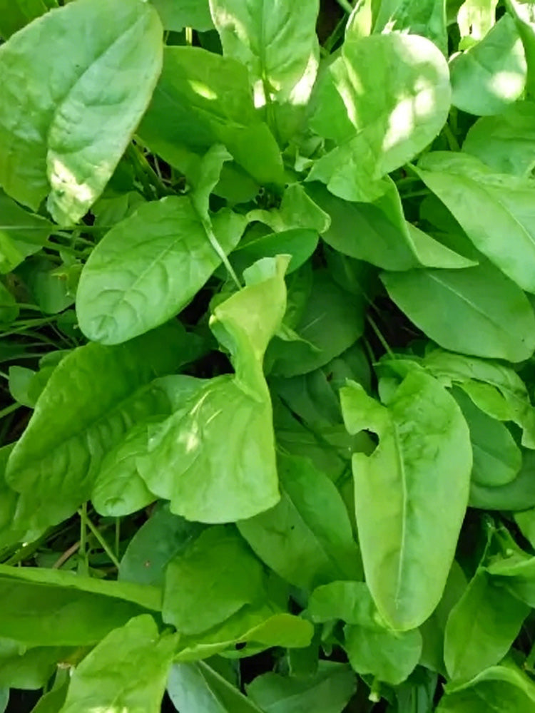 Broad Leaf Sorrel