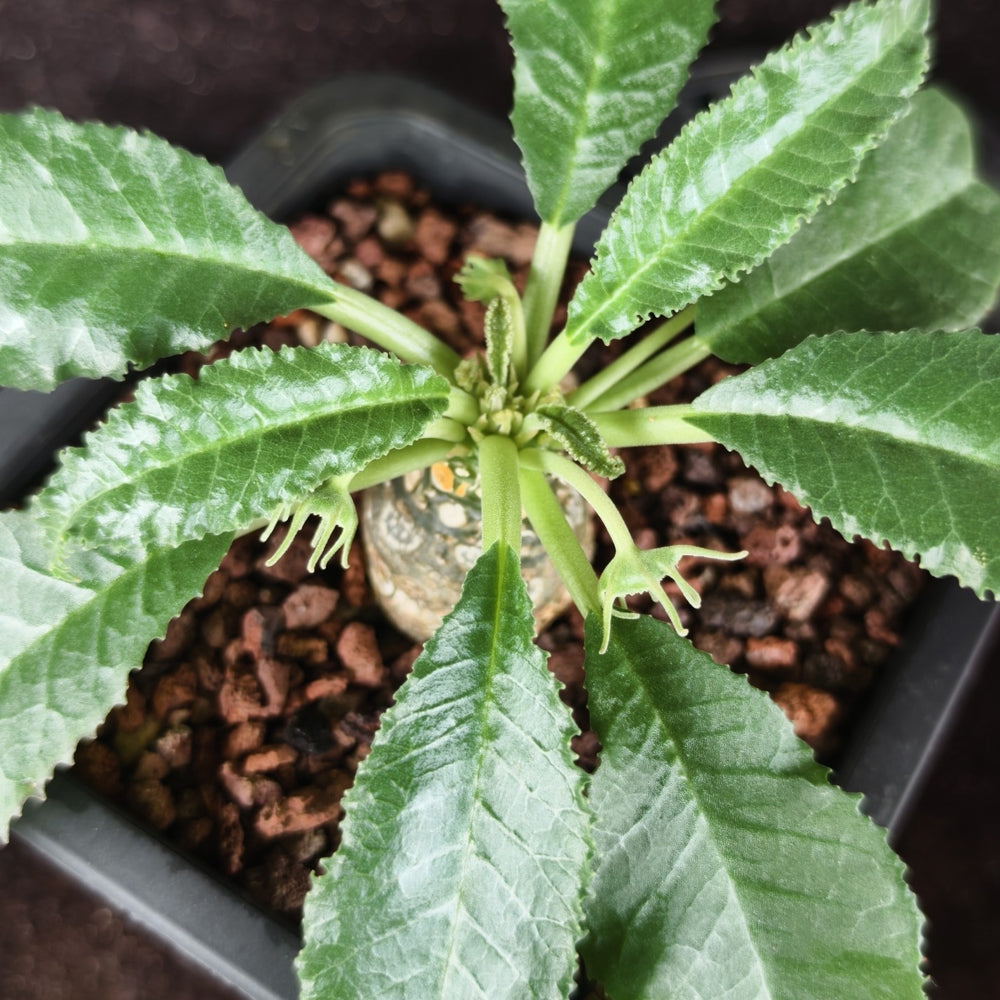 W955 Dorstenia crispa