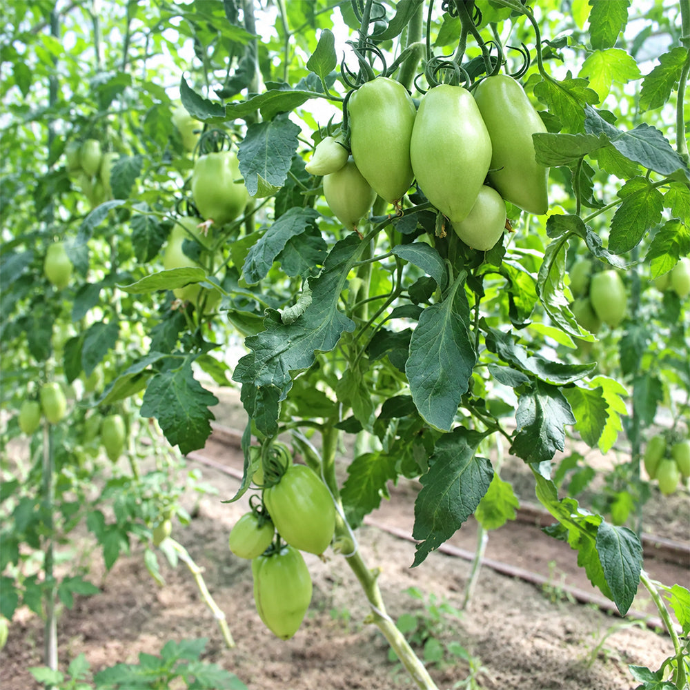 530 Perino Grosso Tomato