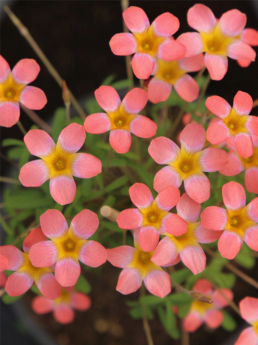 Oxalis Candy Box Series - 'Strawberry'