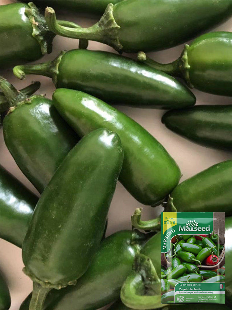 Heirloom Jalapeño Pepper