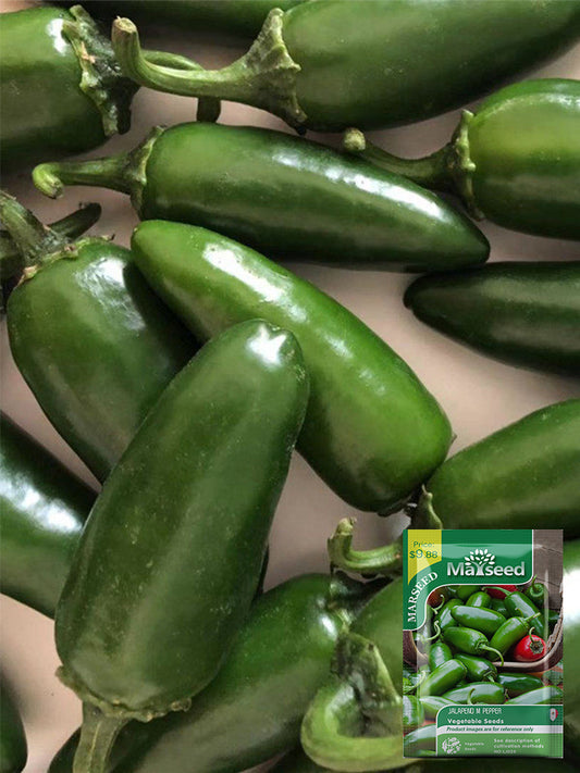 Heirloom Jalapeño Pepper