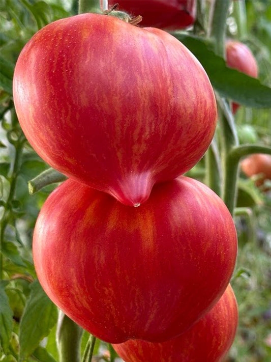 1007 Tree of Hearts Tomato