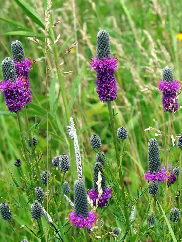 Purple Prairie Clover
