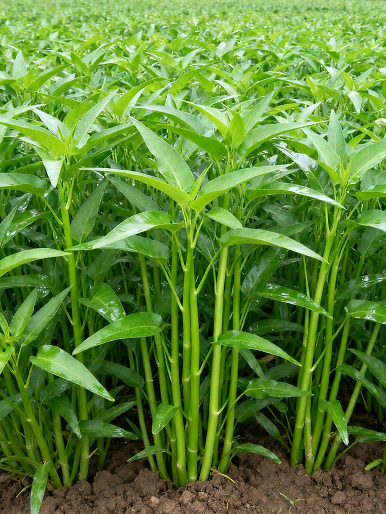 Willow Leaf Water Spinach