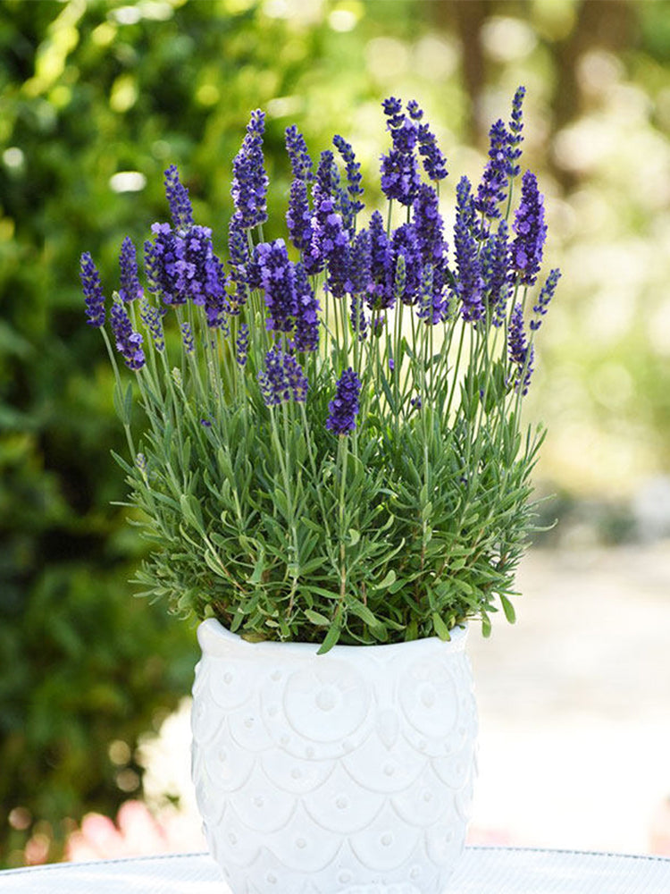 Narrowleaf Lavender