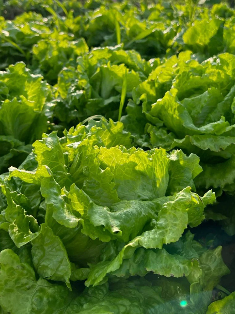 Year-Round Slow-Bolting Lettuce King