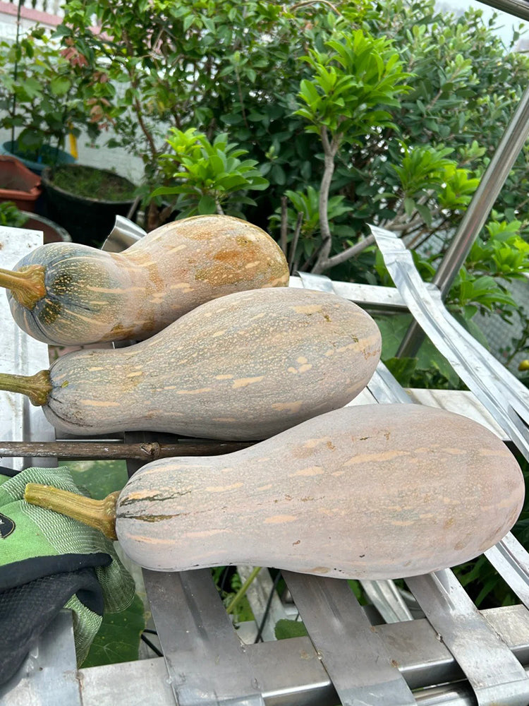 'Rumi No. 9' Pumpkin