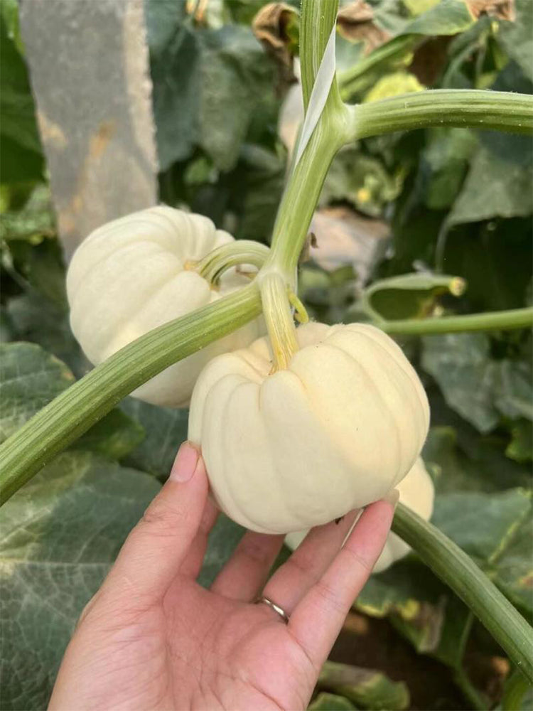 Tianzi Yubei White Baby Pumpkin