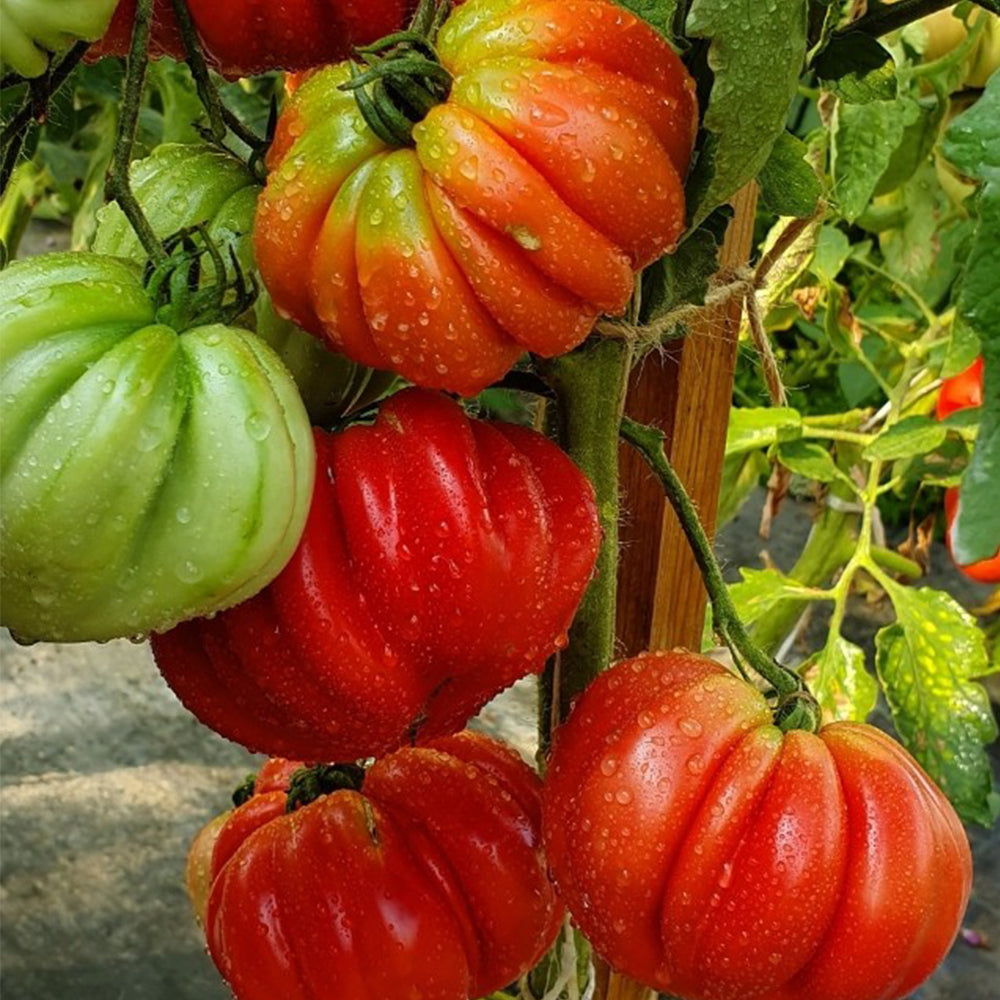 659 Wife's Gift Tomato