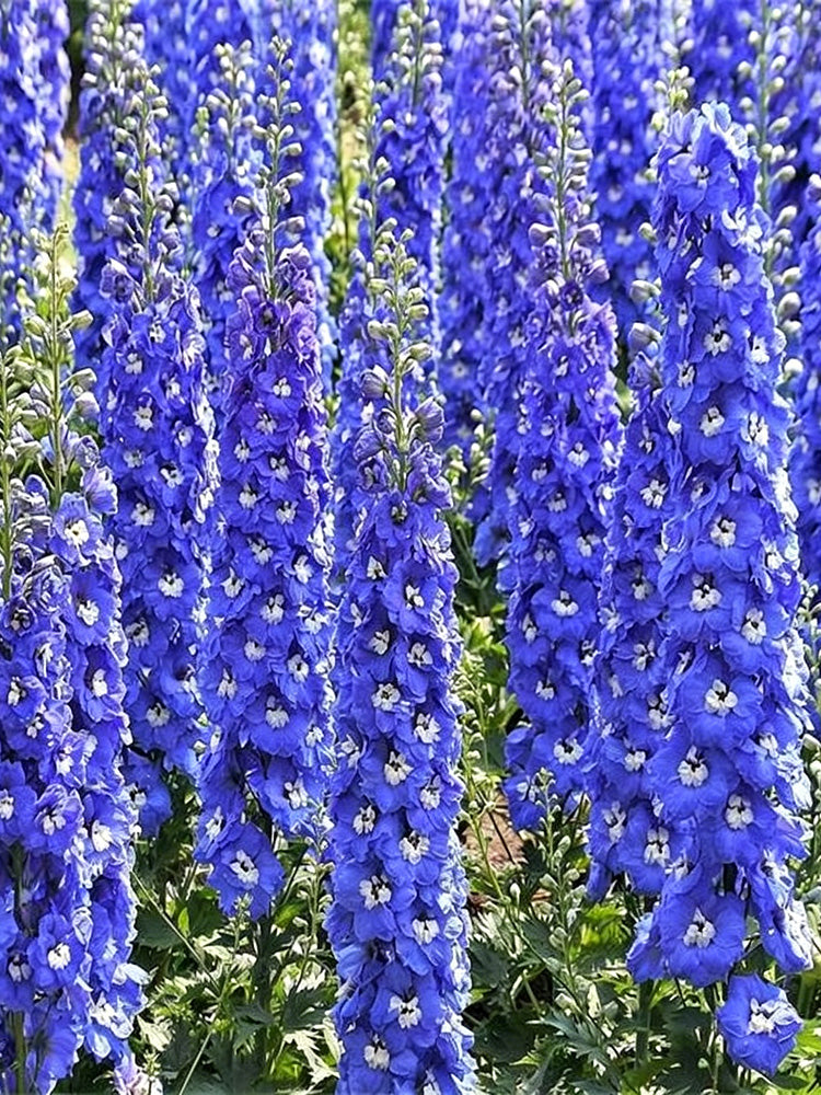 Blue Grandiflora Delphinium