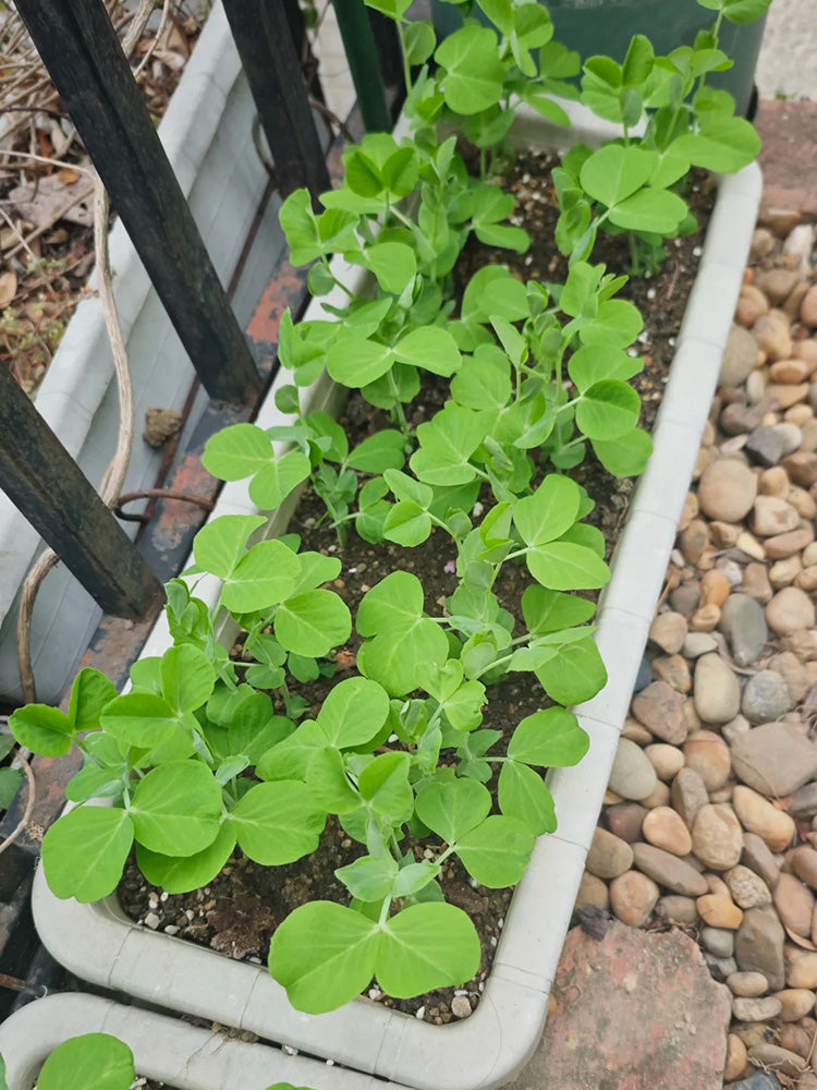 Jiemei Tendril-Free Pea Shoot