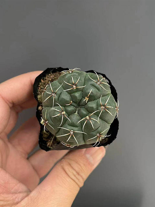 Baldian's Gymnocalycium Cactus
