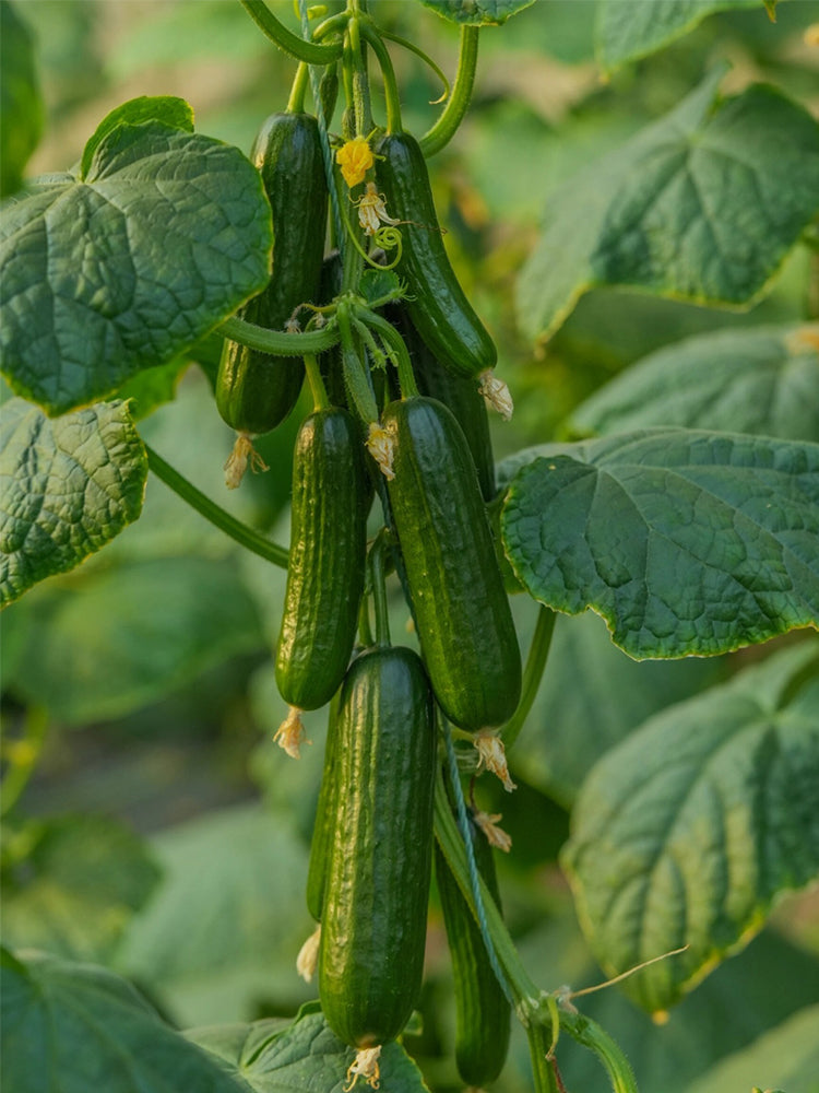 'Flavor Supreme' Fruit Cucumbers
