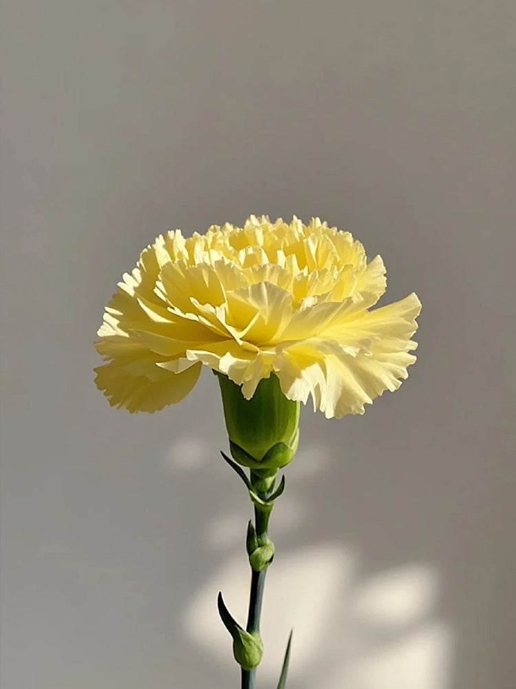 Yellow Carnation