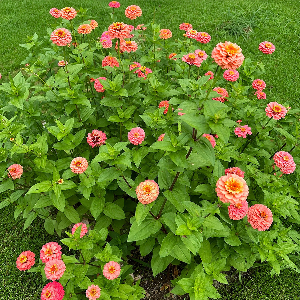W1346 Large-Flowered Salmon Zinnia