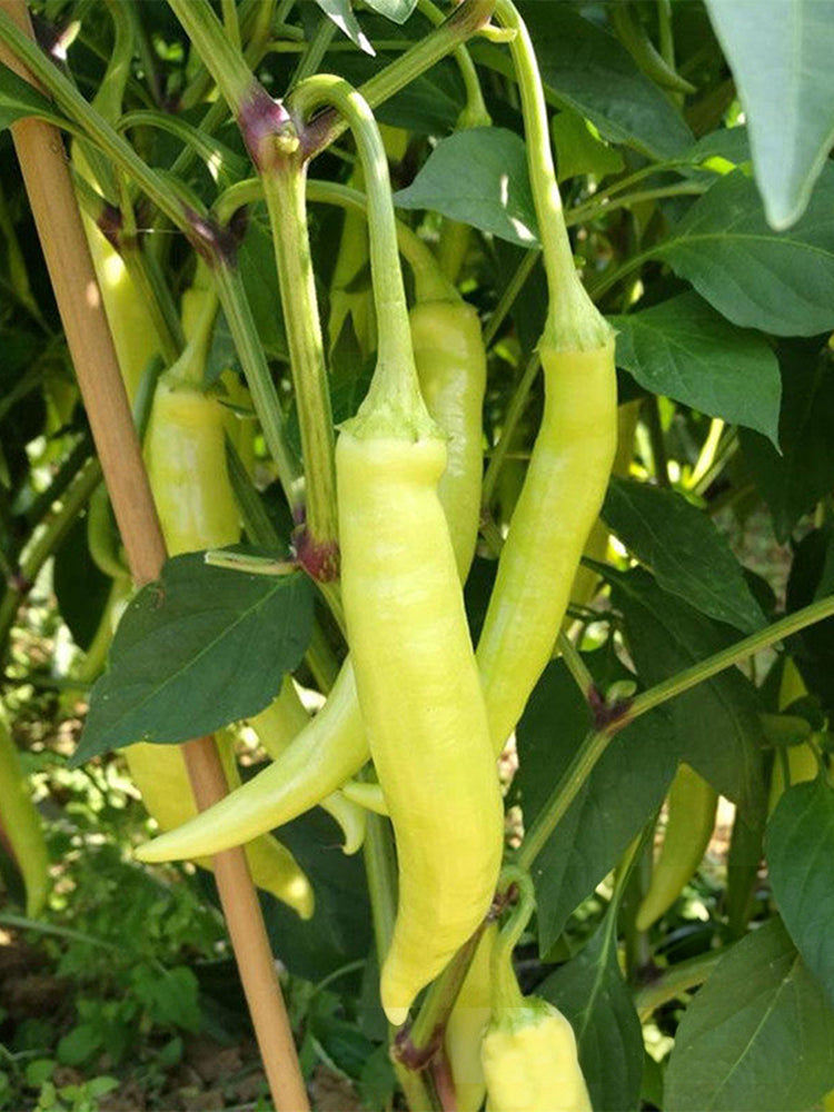 Guangxi White Jade Chili