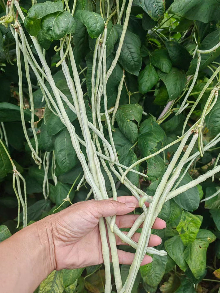 Baixue Lihong Yardlong Bean