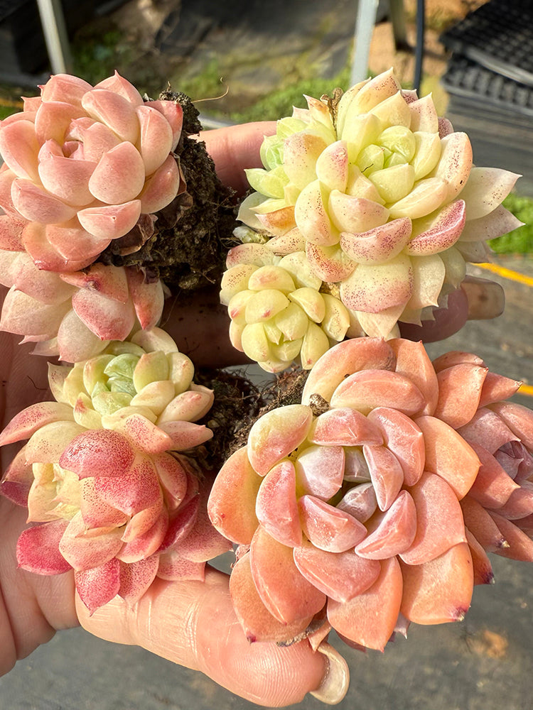 Echeveria 'Peach Pride'‌