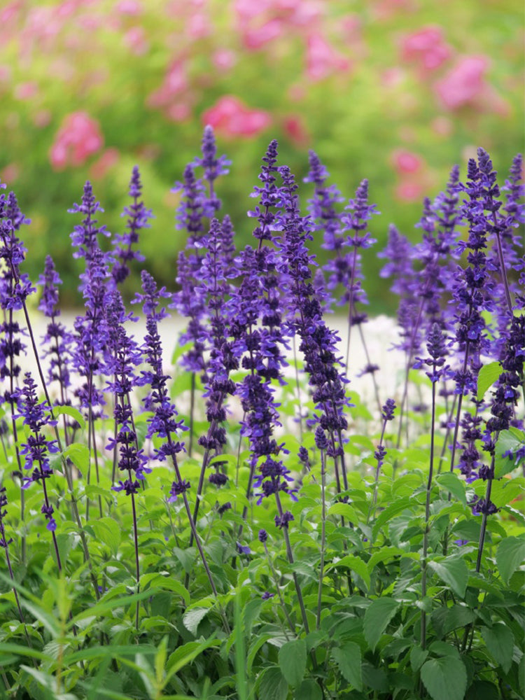 Blue Sage