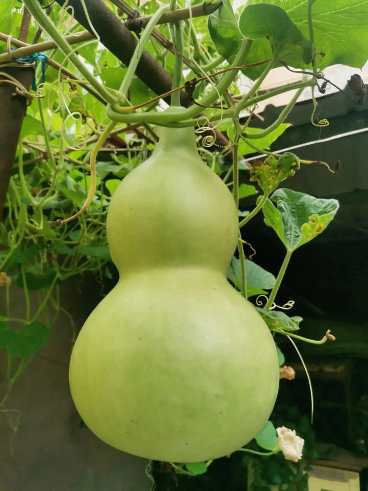 Extra-Large Bottle Gourd